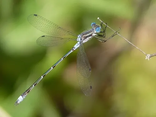 Northern Spreadwing