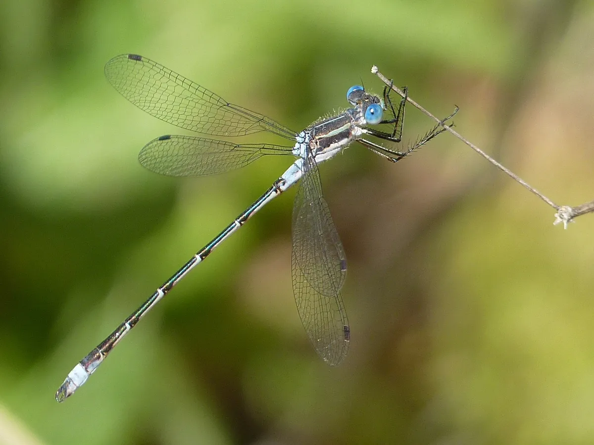 Northern Spreadwing - photo 3