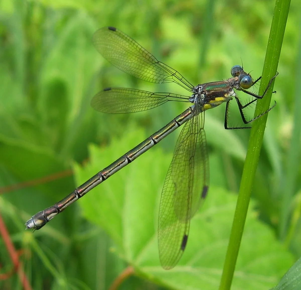 Amber-winged Spreadwing - photo 2