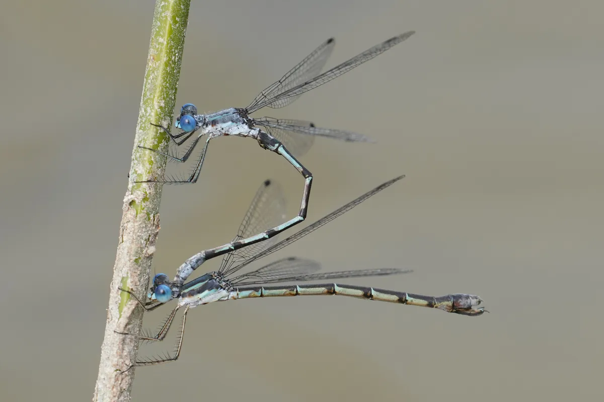 Sweetflag Spreadwing