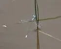 Rainpool Spreadwing