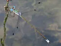 Rainpool Spreadwing - photo 4