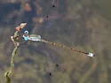 Rainpool Spreadwing - photo 5