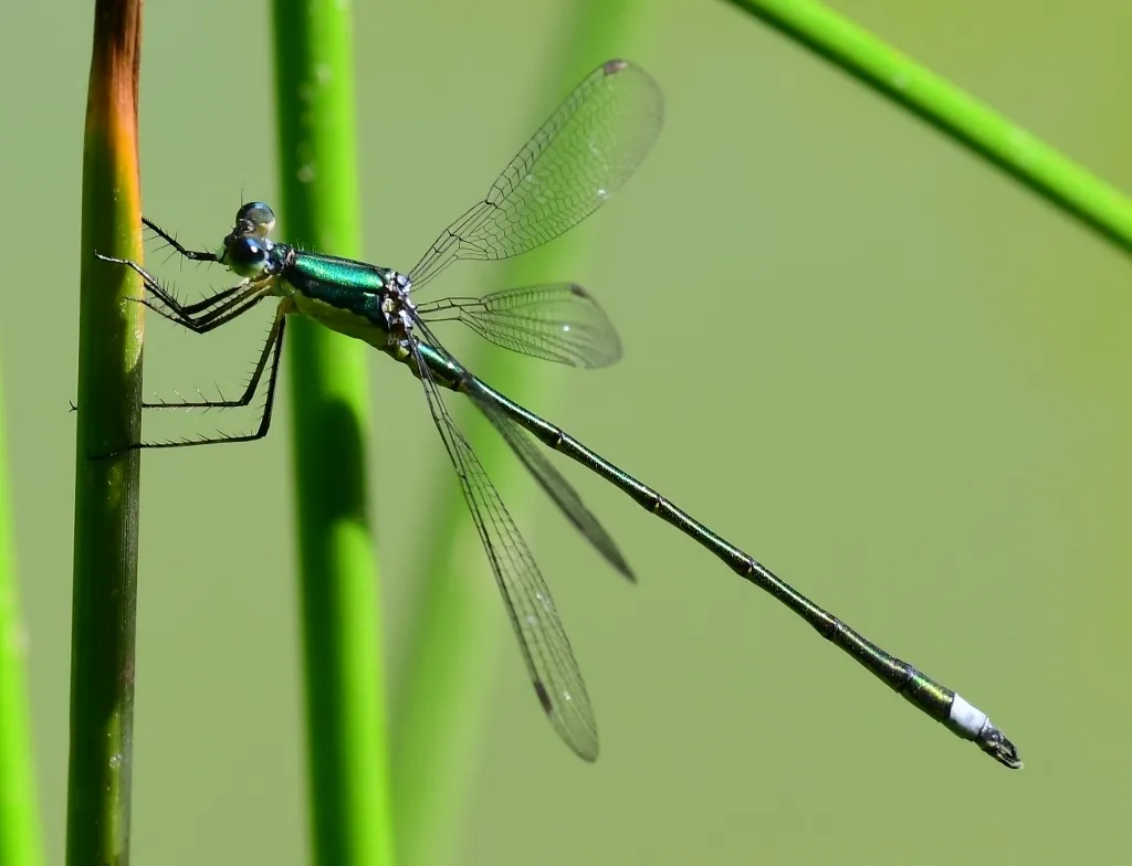 Elegant Spreadwing