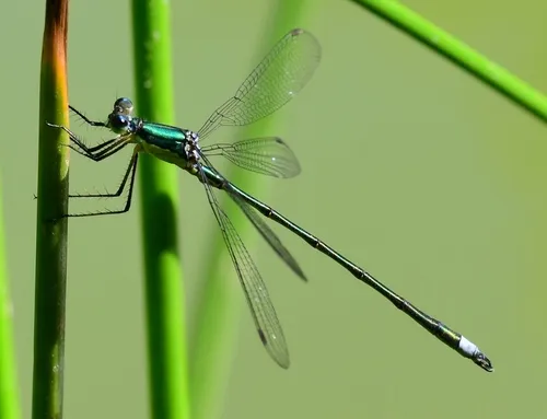 Elegant Spreadwing - photo 2