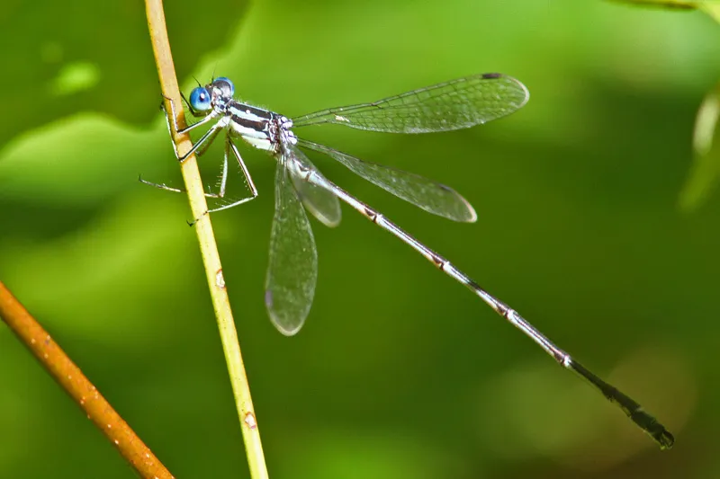 Slender Spreadwing - photo 2