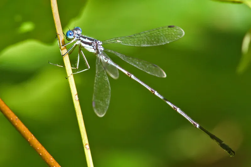 Slender Spreadwing - photo 3
