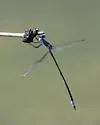 Chalky Spreadwing