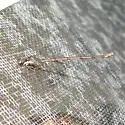 Chalky Spreadwing - photo 2