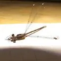 Chalky Spreadwing - photo 3