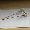Chalky Spreadwing - photo 4