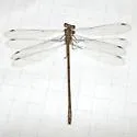Chalky Spreadwing - photo 5
