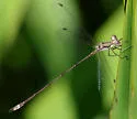 Antillean Spreadwing - photo 2