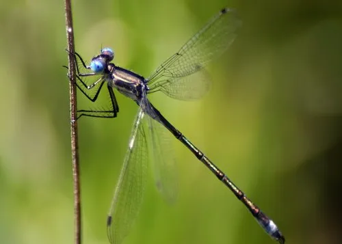 Black Spreadwing