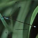 Blue-striped Spreadwing