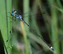 Blue-striped Spreadwing - photo 2