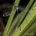 Blue-striped Spreadwing - photo 3