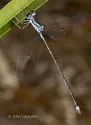 Blue-striped Spreadwing - photo 4