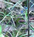 Blue-striped Spreadwing - photo 5