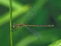 Lyre-tipped Spreadwing