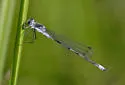 Lyre-tipped Spreadwing - photo 2