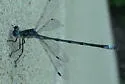 Lyre-tipped Spreadwing - photo 3