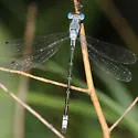 Lyre-tipped Spreadwing - photo 4