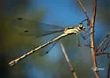Lyre-tipped Spreadwing - photo 5