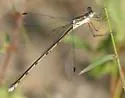 Carolina Spreadwing - photo 2