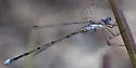 Carolina Spreadwing - photo 3