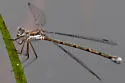 Carolina Spreadwing - photo 4