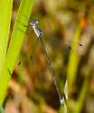 Carolina Spreadwing - photo 5