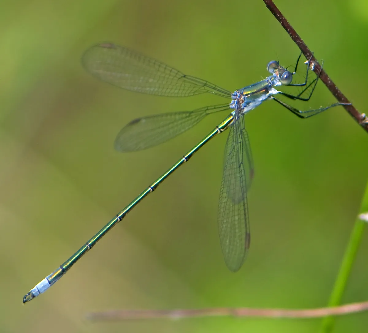 Swamp Spreadwing - photo 2