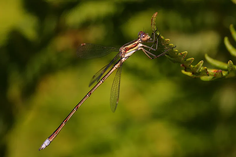 Small Spreadwing - photo 2
