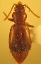 Lesteva cribratula