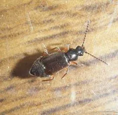 Lesteva longoelytrata
