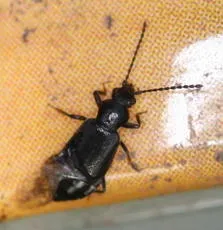 Lesteva longoelytrata - photo 2