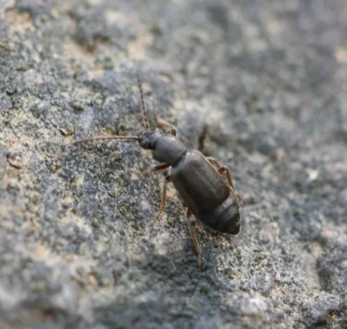 Lesteva longoelytrata - photo 3