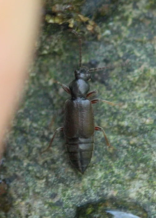 Lesteva longoelytrata - photo 4