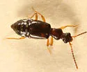 Lesteva pallipes
