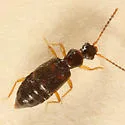 Lesteva pallipes - photo 2