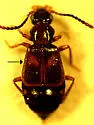 Lesteva pallipes - photo 5