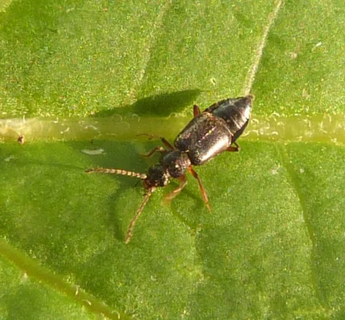Lesteva sicula