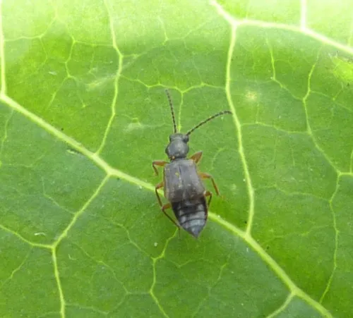 Lesteva sicula - photo 2