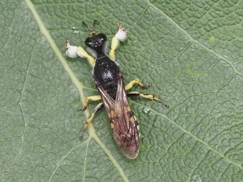 Lestica clypeata