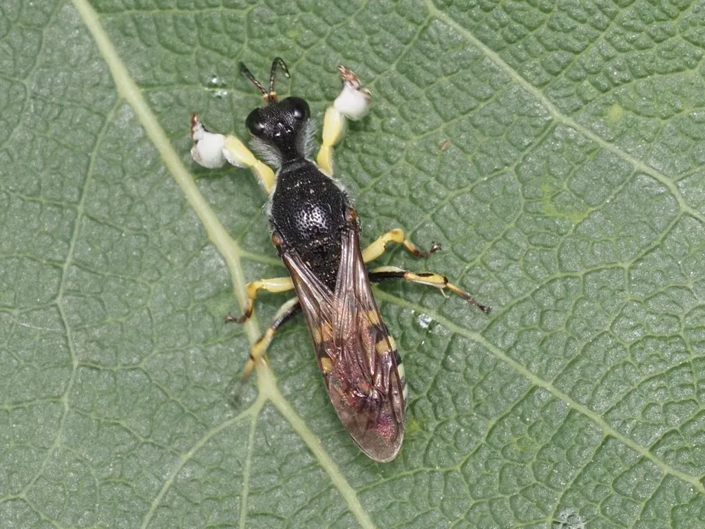 Lestica clypeata - photo 2