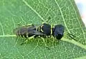 Lestica confluenta - photo 3