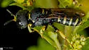 Lestica confluenta - photo 4