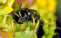 Lestica confluenta - photo 5