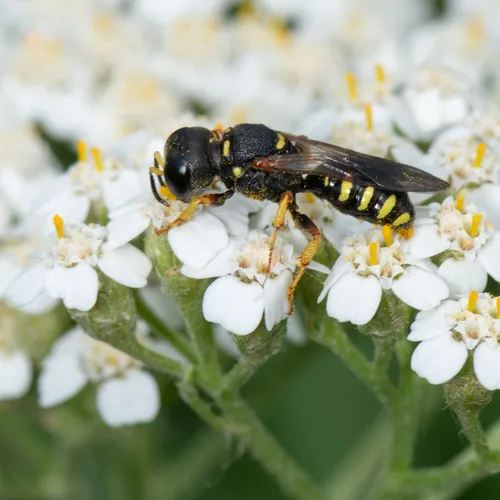 Lestica producticollis
